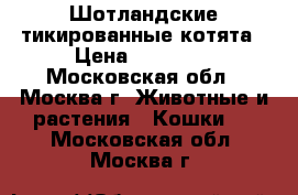 Шотландские тикированные котята › Цена ­ 15 000 - Московская обл., Москва г. Животные и растения » Кошки   . Московская обл.,Москва г.